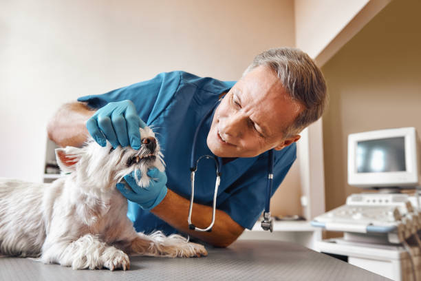 Best 24-Hour Emergency Dental Care in Towson, MD